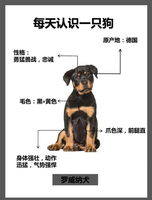罗纳威串土狗能不能长大?