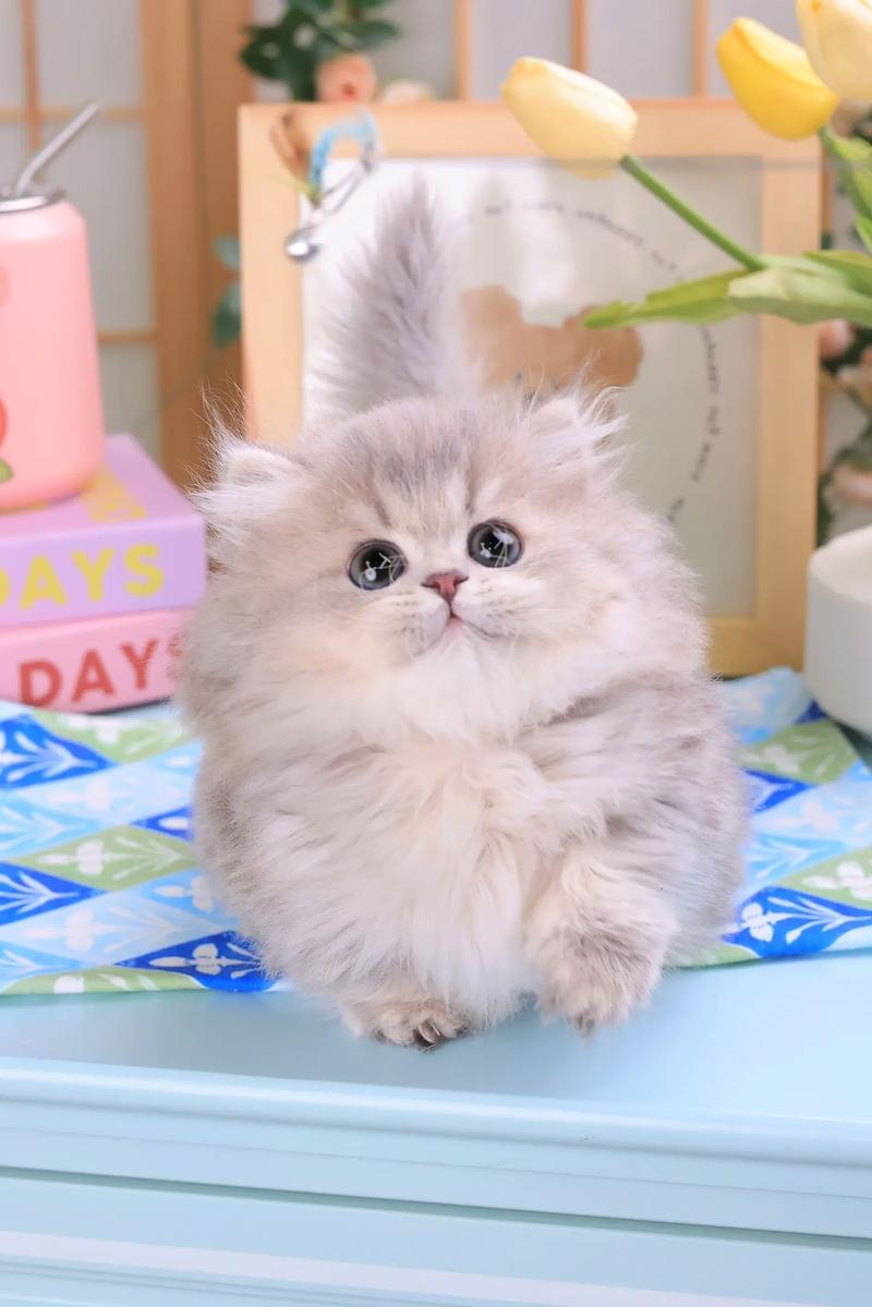 蓝金拿破仑矮脚猫贵还是德文猫贵