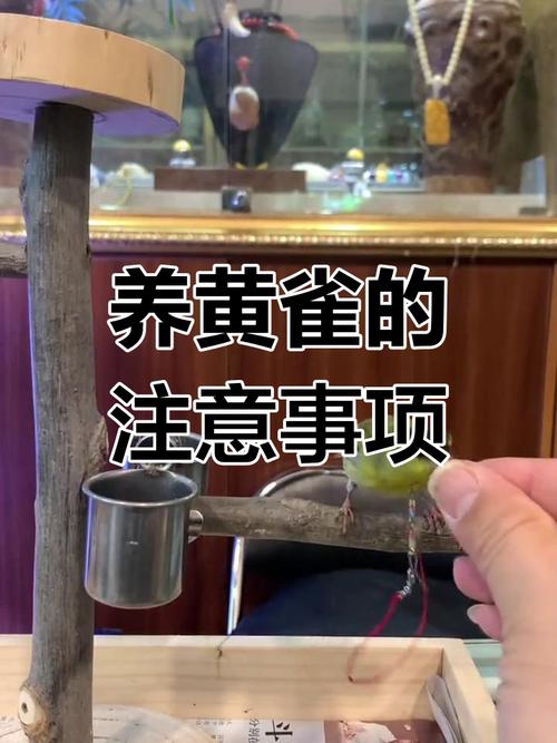 家里适合养什么鸟