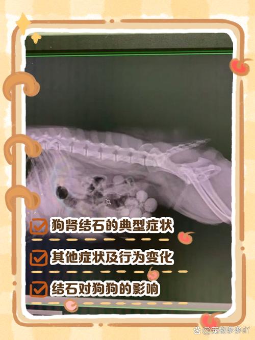 狗结石的症状有哪些
