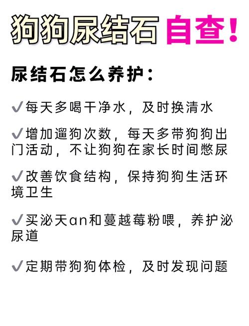 狗狗尿结石的症状