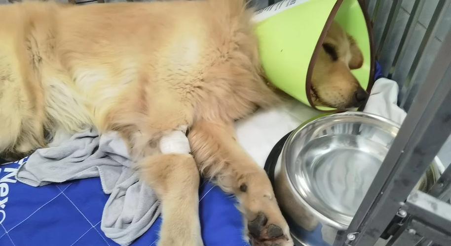 狗狗得了犬瘟热不治会不会自然好