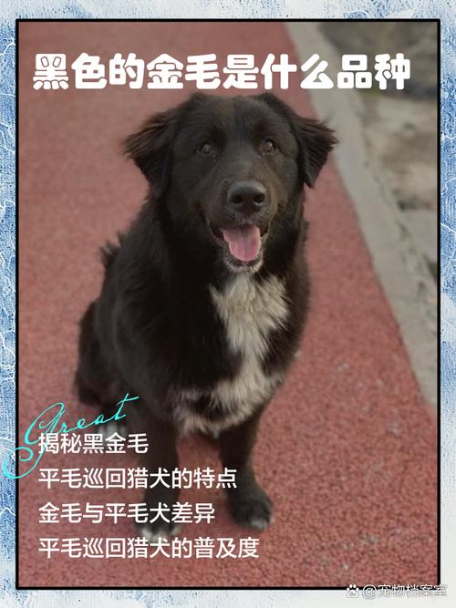 黑金毛和金毛哪个贵