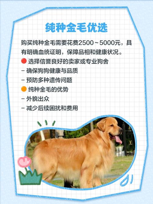 为什么金毛费用
低