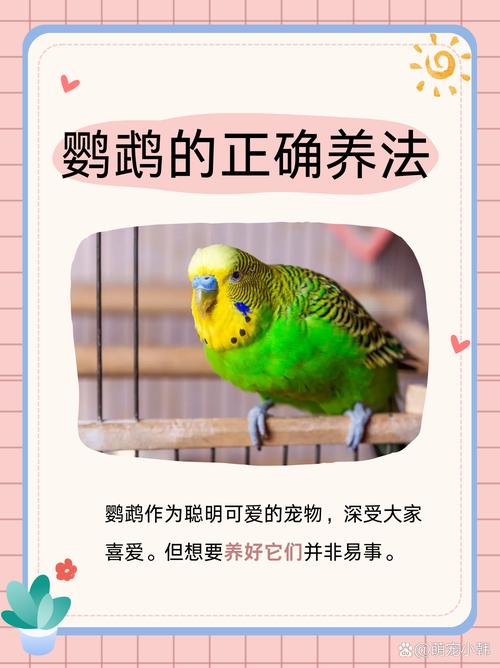 鹦鹉的品种与图片