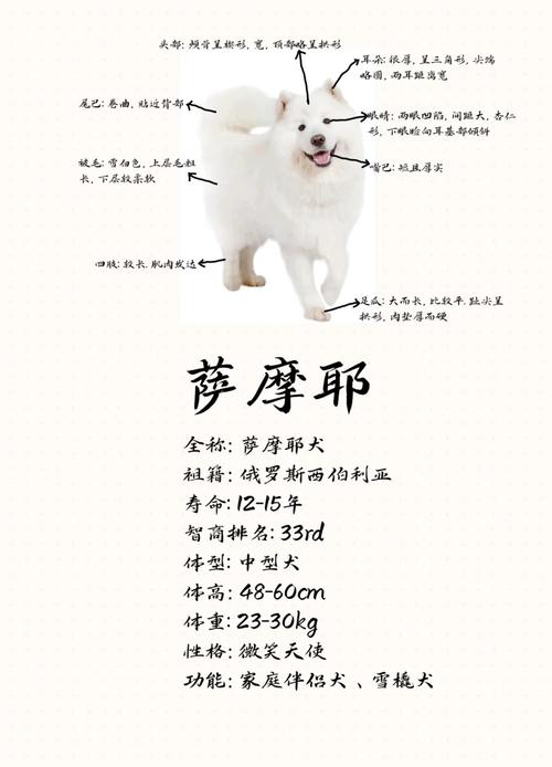 黑色萨摩耶犬多少钱一只