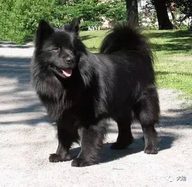 介绍几种大型犬,价钱也不贵的。