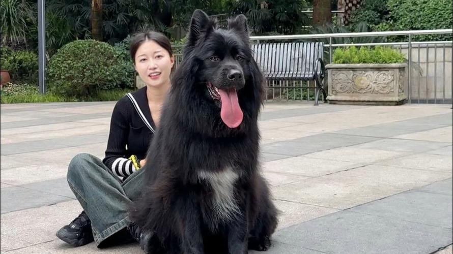 萨摩耶一般多少钱一只