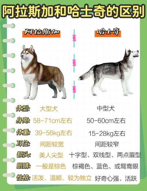 阿拉斯加怎么才能养的又高又大