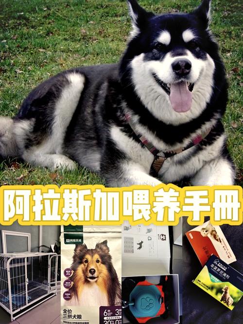 阿拉斯加雪橇犬怎么养成巨型的