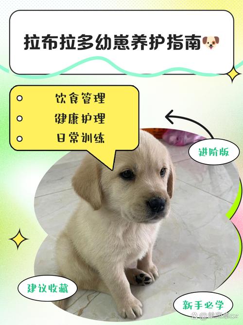 新手养拉布拉多还是金毛好