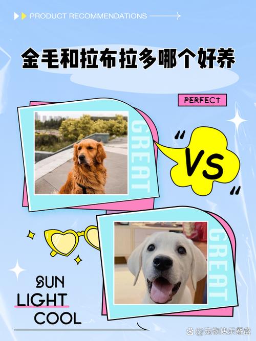 新手养拉布拉多好还是大金毛好??