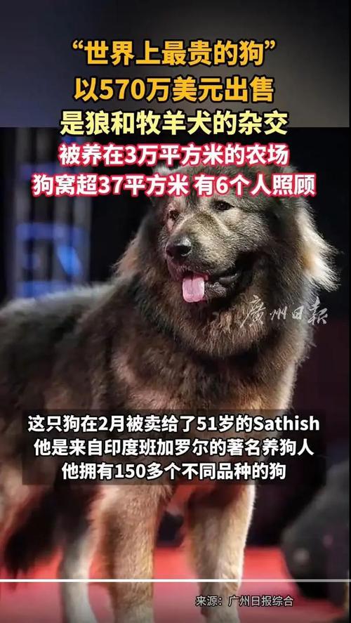 世界上最贵的狗是哪种狗,多少钱?