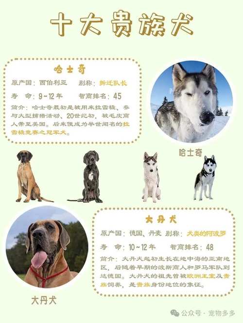 世界上前十
名贵的狗有哪些