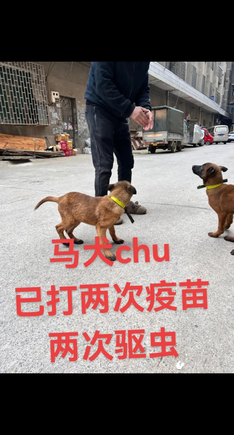 马犬市场费用
多少钱一只幼犬
