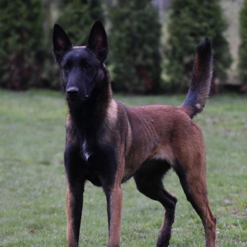 纯种马犬多少钱一只马犬费用
