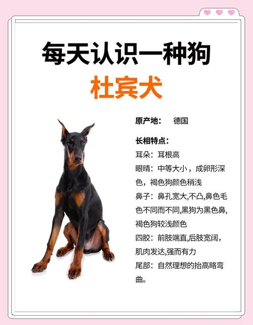 迷你杜宾犬有哪些优缺点?