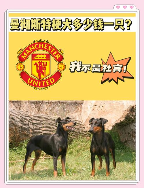 曼彻斯特梗和迷你宾沙犬的区别?