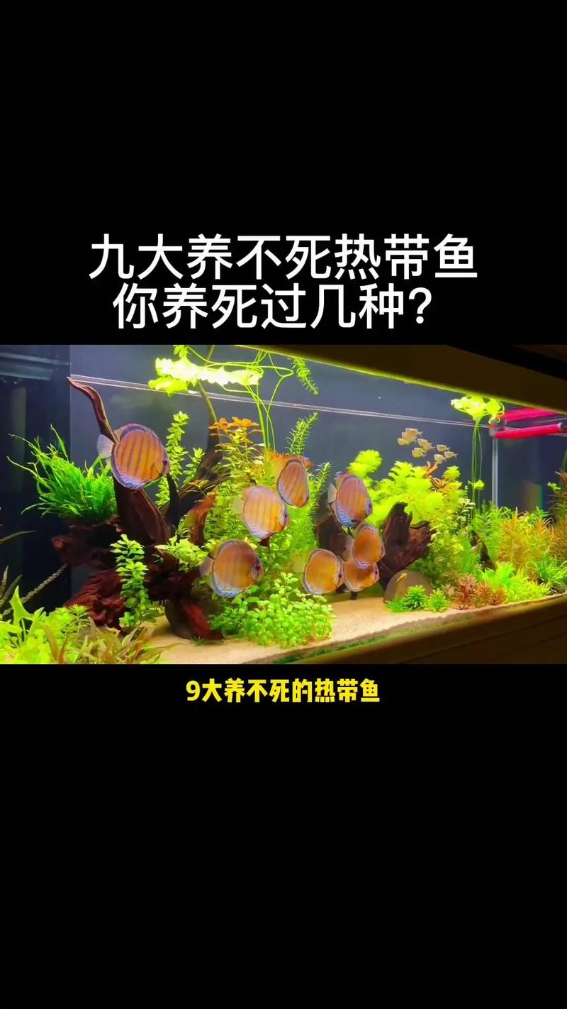 前十
养不死的热带鱼