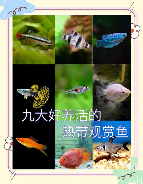 中小型热带鱼哪个寿命长点还好养?