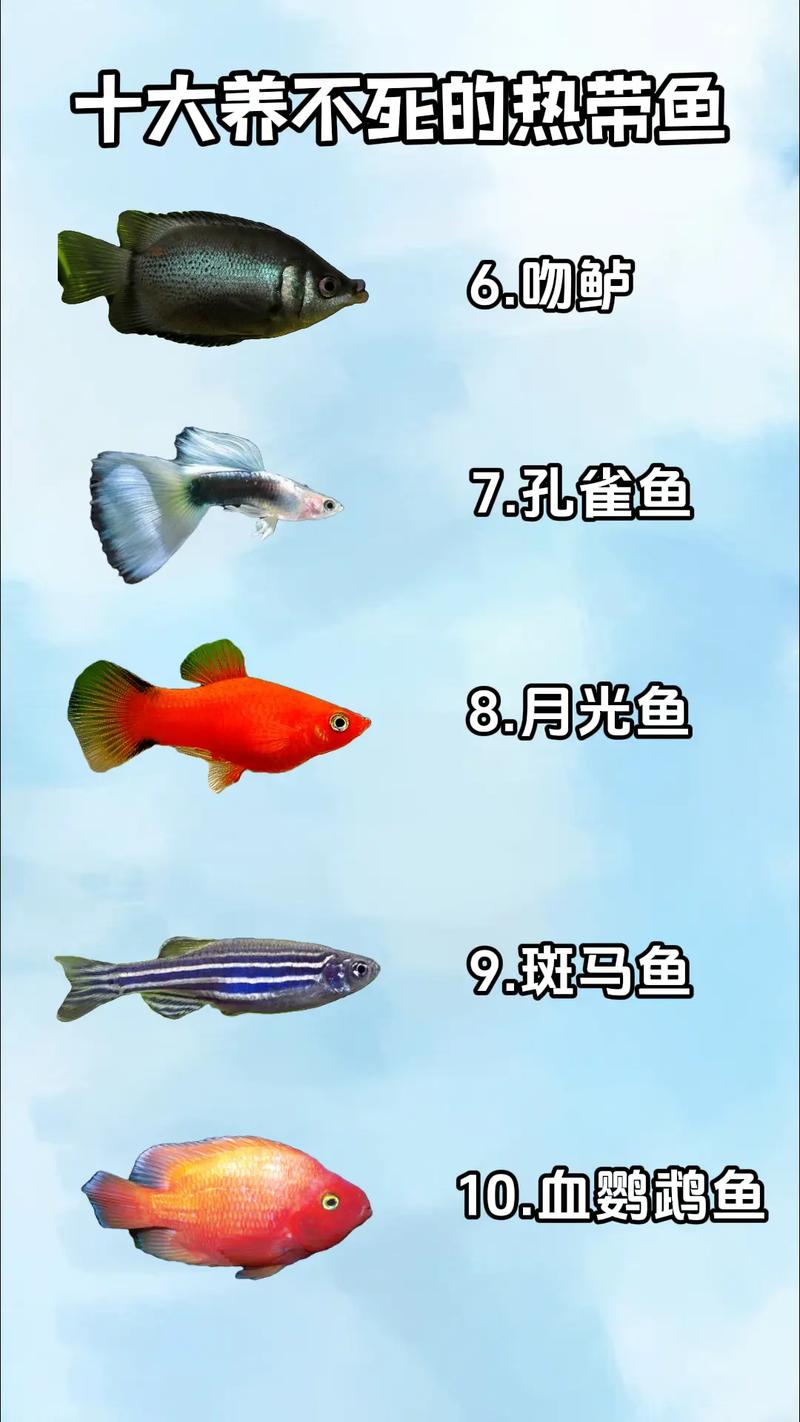 建议穷人养的10种热带鱼