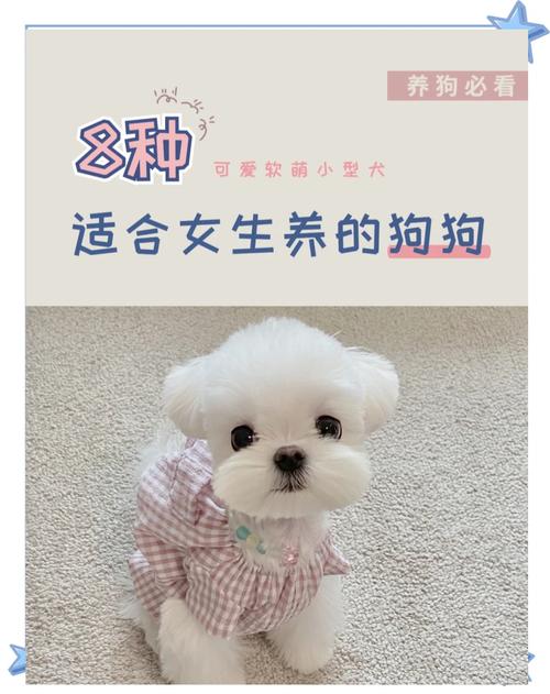 小型犬哪个看门厉害护主好养的狗狗品种有哪些