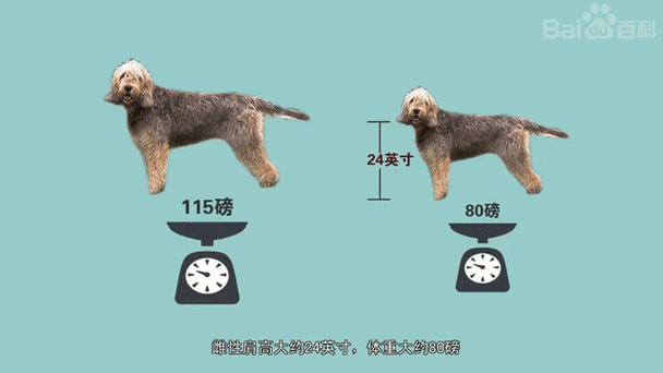 正宗的小博美犬能值多少钱呢?
