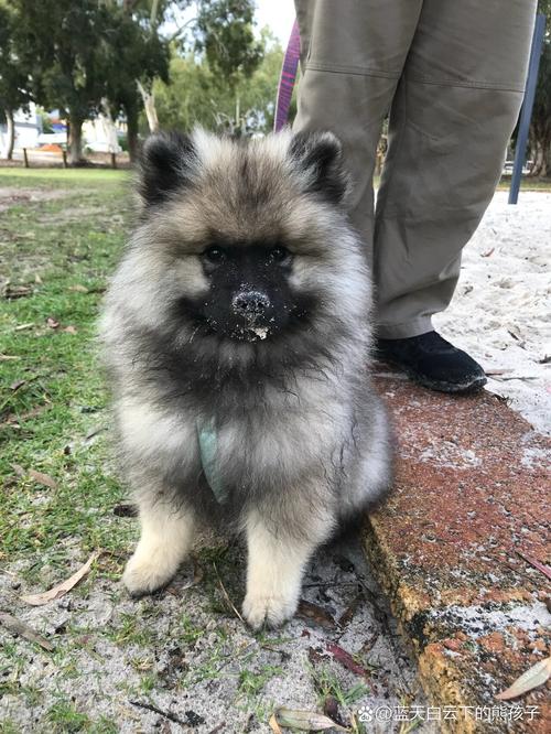 荷兰毛狮犬适合什么类型的人来养?