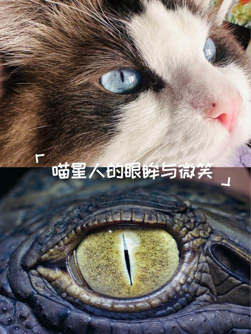 ...眼睛是一条缝,很懒的样子,这又是什么猫,价位是多少???)