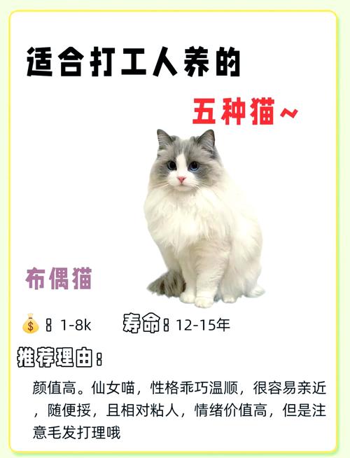 波斯猫要多少钱一只???