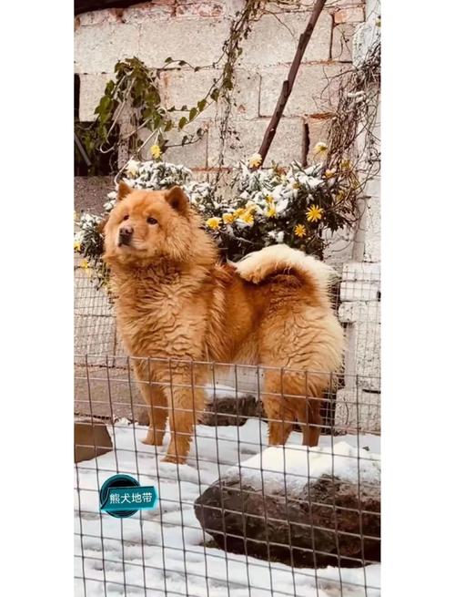 土松犬最贵三个颜色