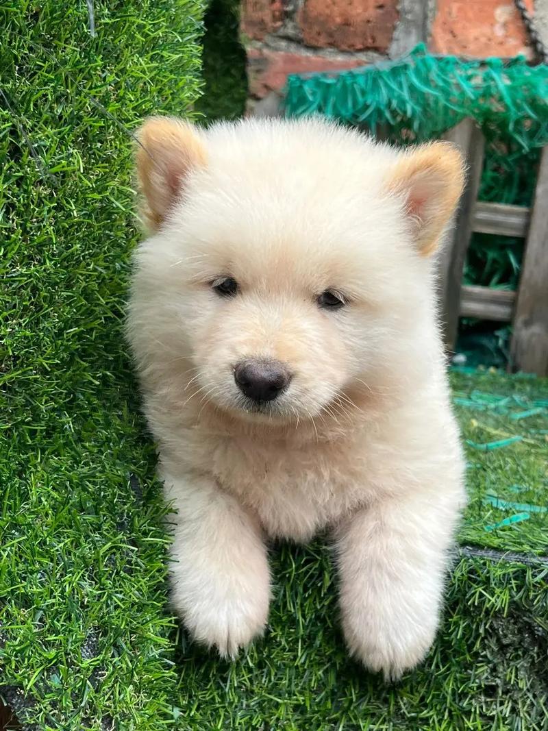 土松幼犬长什么样子?