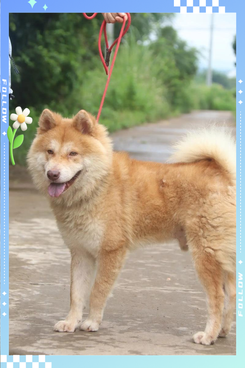松狮犬的8大优点,怪不得养过的人,都不想换狗了