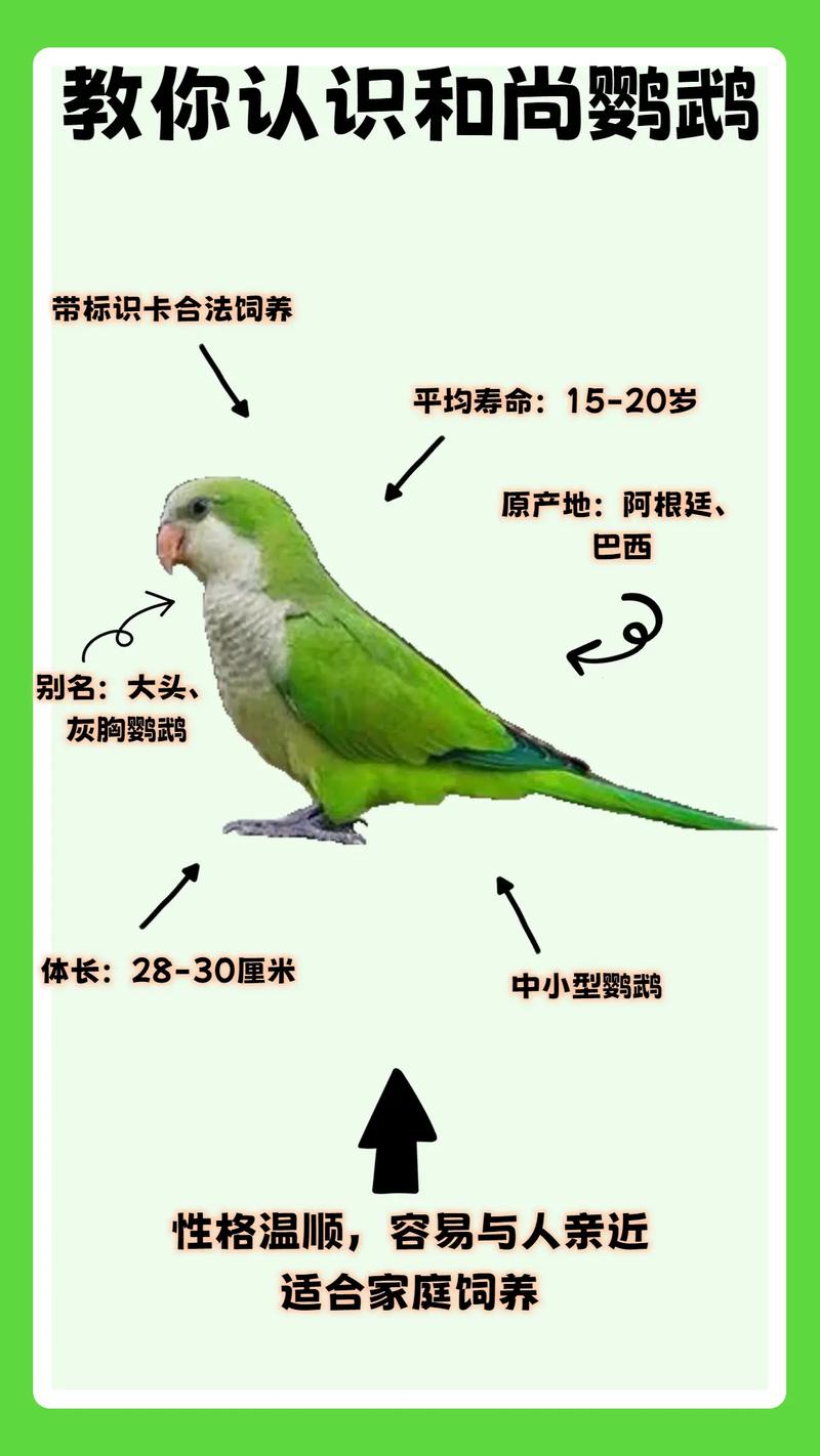 和尚鹦鹉的食量该怎么控制?