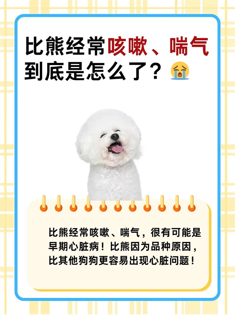 比熊犬要生病的14种症状,怎么判断比熊生病