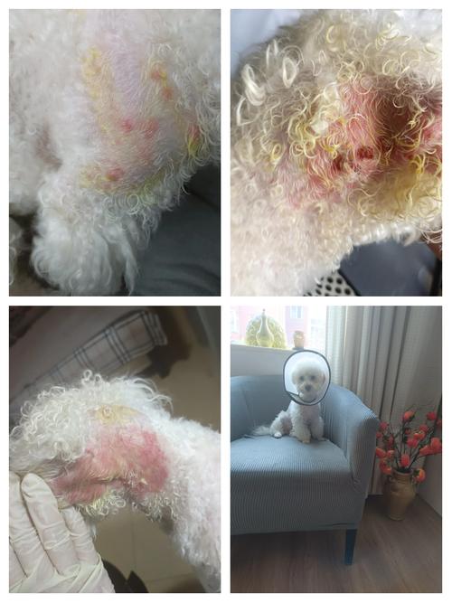 比熊发烧症状表现
