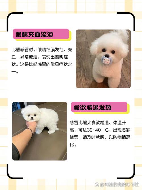 比熊犬发烧了什么状况