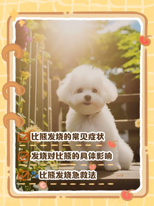 小比熊狗得了犬瘟以后发烧39度该怎么办?