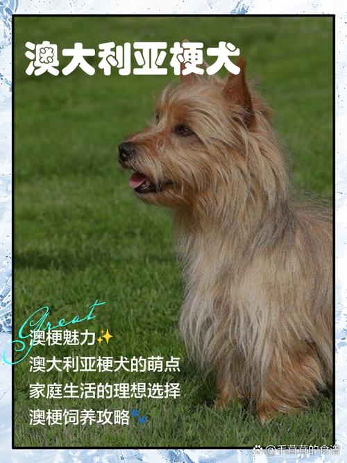 澳洲梗性格特点
