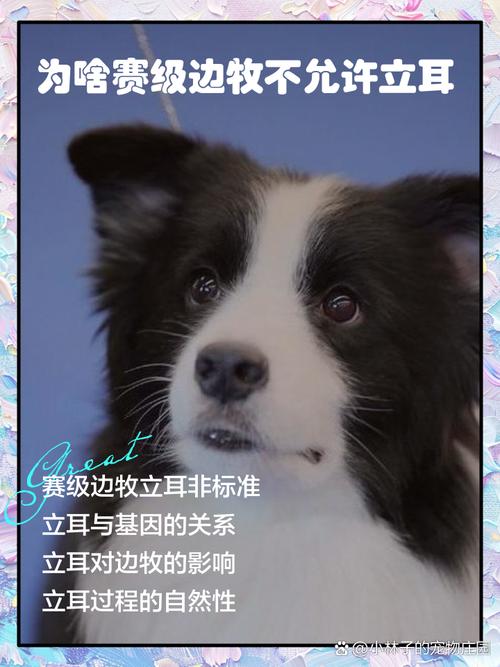 边牧的耳朵为什么竖不起来?