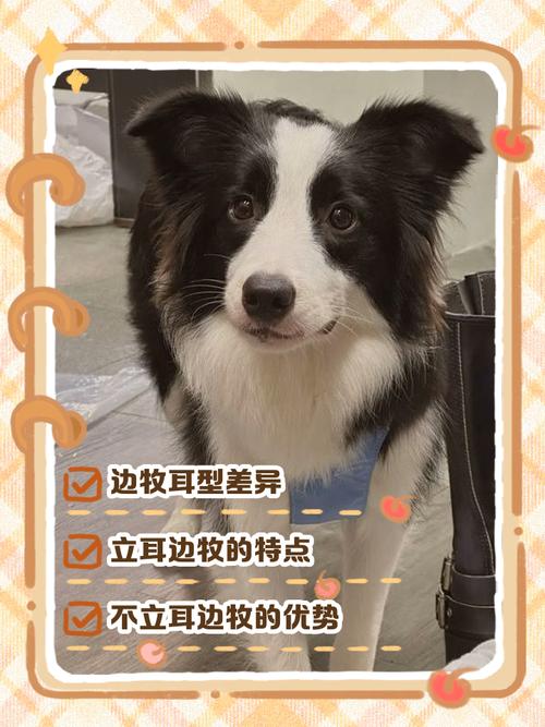 边境牧羊犬的耳朵