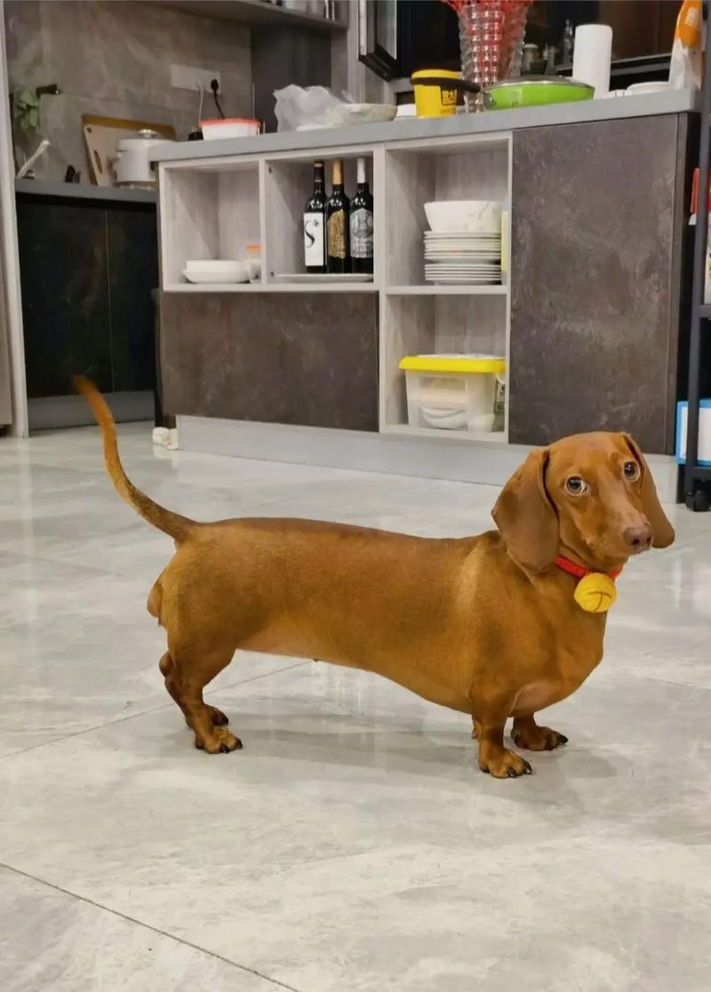 纯种的腊肠犬是什么样子的?
