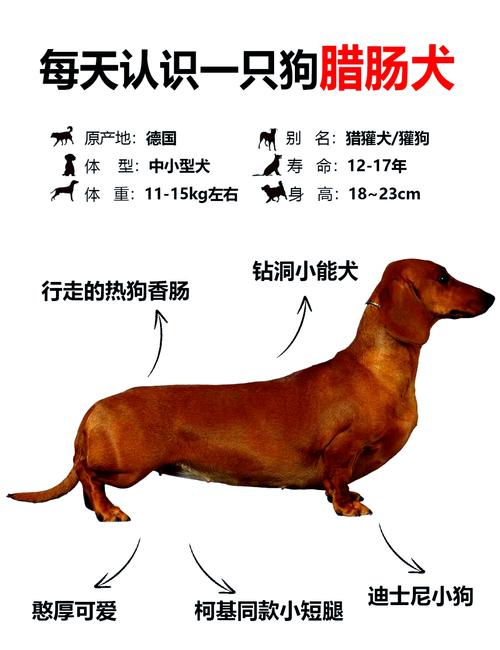 腊肠犬哪个品种好养?