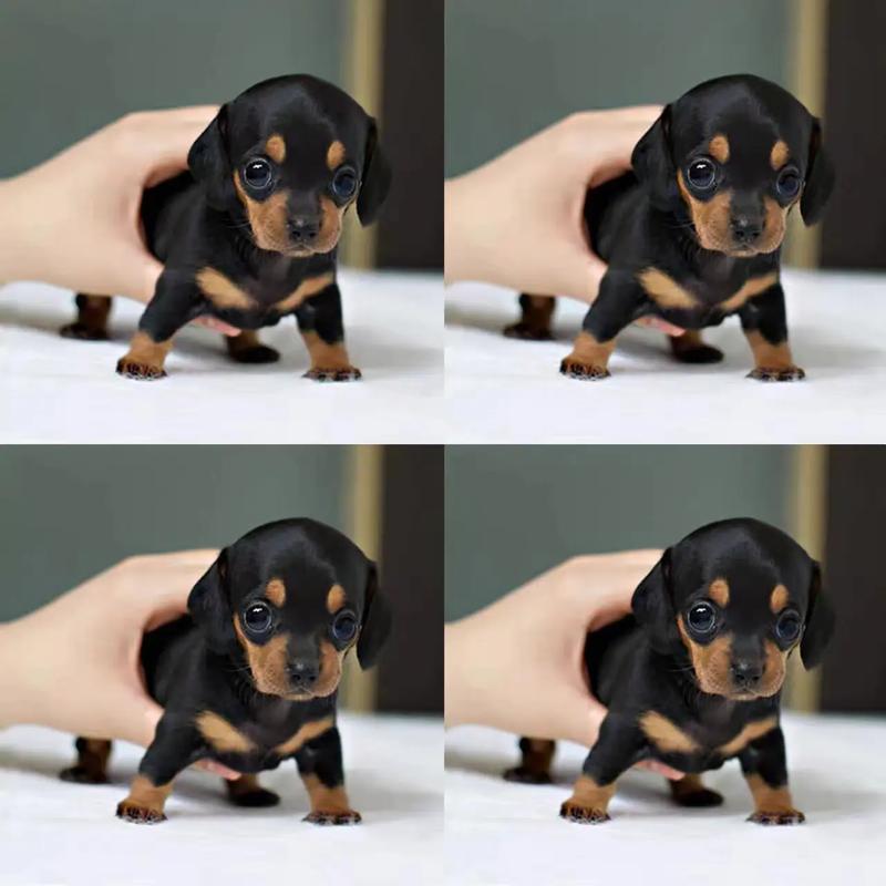 为什么叫陨石腊肠犬