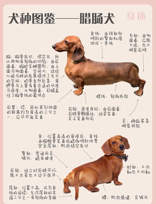 德国腊肠犬的五个优点