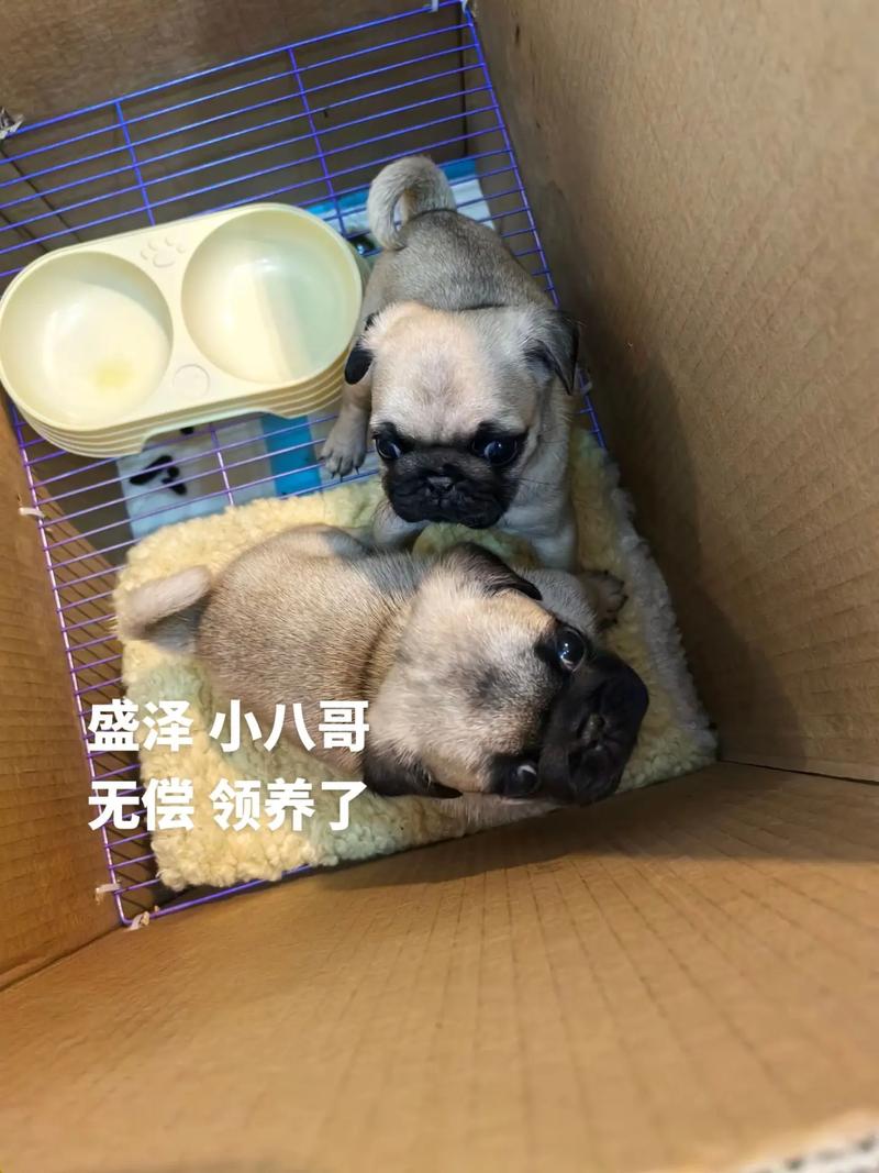 八哥犬一窝能生几个