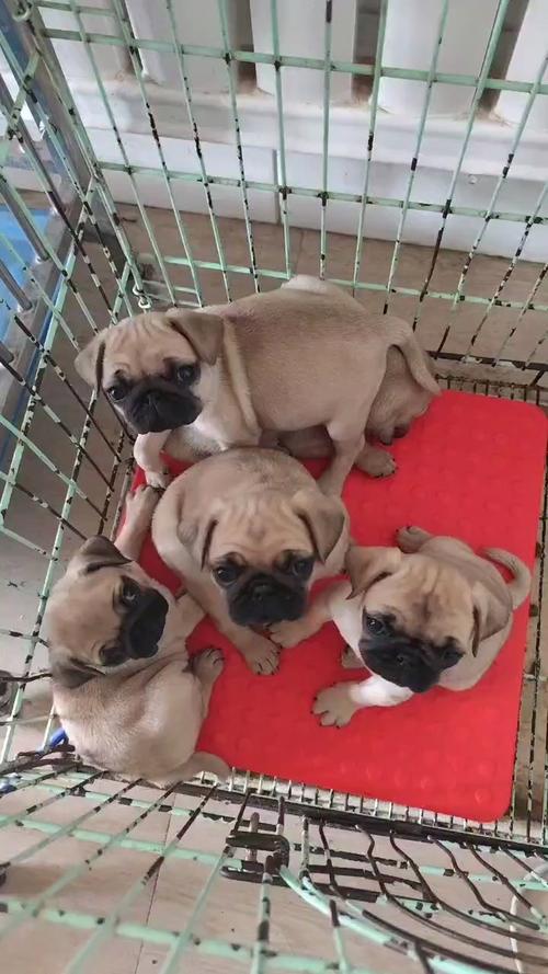 巴哥犬、布偶猫、万能梗...萌宠名字原来这么有学问!
