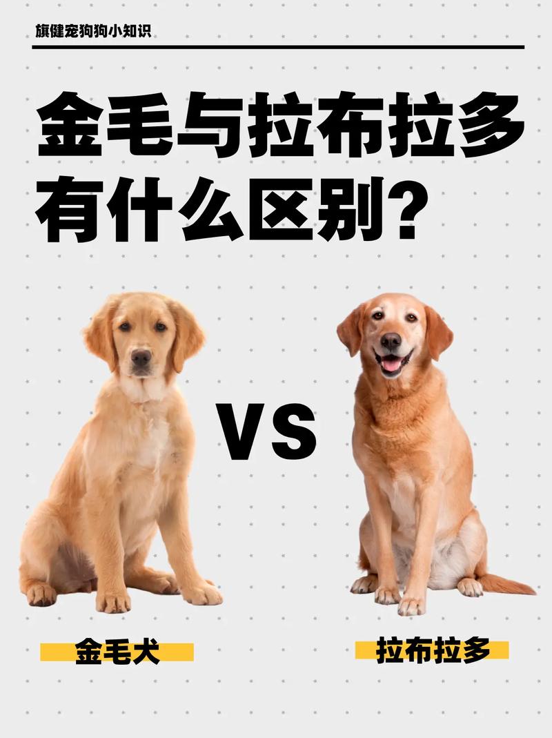 金毛和拉布拉多的区别有哪些?