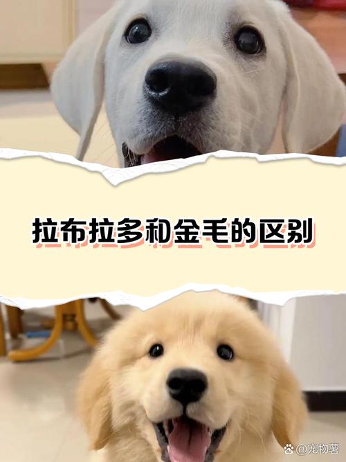 拉布拉多犬是否
金毛