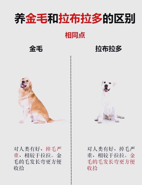 金毛是否
就是拉布拉多犬??